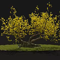 Beautiful Tree With Yellow Flowers Twisted Trunk And Mossy Roots On Green Grass