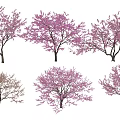 Pink Flowering Arbor Trees In Various Growth Stages And Bloom Conditions