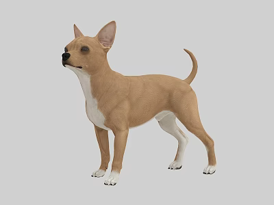 Brown And White Chihuahua Dog Standing In Studio With Gray Background 3d model