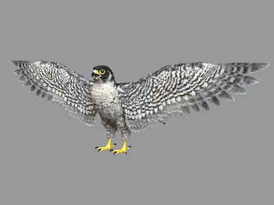 Falcon with Patterned Feathers Spreading Wings and Yellow Talons on Gray Background 3d model