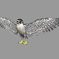 Falcon with Patterned Feathers Spreading Wings and Yellow Talons on Gray Background