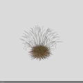 Clump Forming Ornamental Grass With Green And Golden Yellow Foliage For Garden Landscaping And Decoration