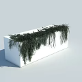 Lush Trailing Vines Growing in White Rectangular Planter with Cascading Green Foliage