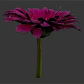 Purple Gerbera Flower with Vibrant Pink Petals Dark Center and Green Stem on Dark Background