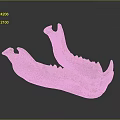 Well Preserved Anatomical Mandible Specimen Displayed With Teeth On Reflective Surface