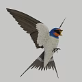 Blue Headed White Bellied Swallow Flying With Spread Black Wings And Tail