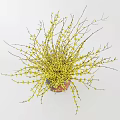 Yellow Blossom Flowers Arranged in Wooden Vase for Home Interior Decor