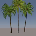 Tall Palm Trees With Slender Trunks And Lush Green Fronds Isolated On White Background