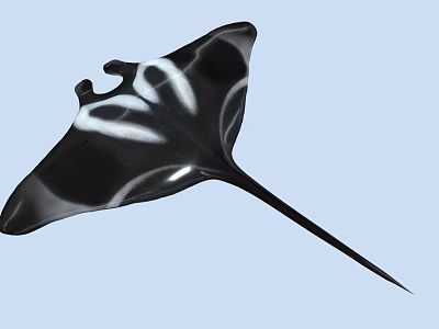 Black and White Manta Ray Featuring Unique Pattern and Long Tail in Blue Water 3d model