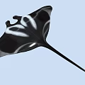 Black and White Manta Ray Featuring Unique Pattern and Long Tail in Blue Water