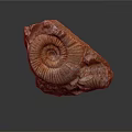 Ancient Ammonite Fossil With Spiral Structure And Detailed Shell Texture