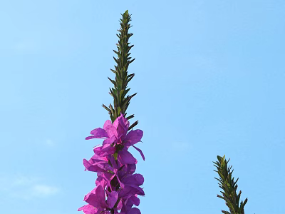 Blooming Purple Flowers With Green Stems Against Clear Blue Sky Background 3d model