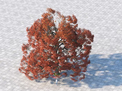 Deciduous Tree With Red Leaves Casting Shadow On Stone Paved Ground 3d model