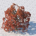 Deciduous Tree With Red Leaves Casting Shadow On Stone Paved Ground 3d model