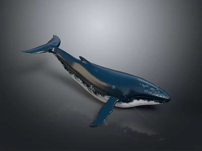 3D Rendered Whale With Deep Blue Body White Belly Fins Tail And Gray Gradient Background 3d model