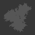 Evergreen Tree with Lush Green Leaves and Straight Trunk Isolated on Black Background