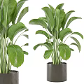 Lush Indoor Potted Plant with Large Green Leaves in Gray Pot