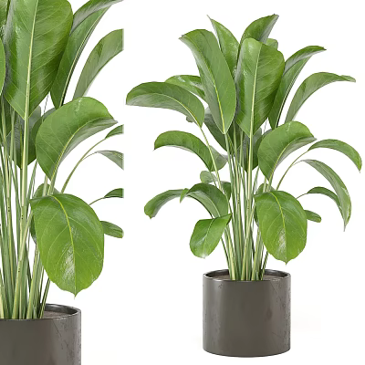 Lush Indoor Potted Plant with Large Green Leaves in Gray Pot 3d model