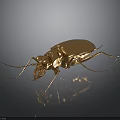 Detailed Golden Beetle on Dark Smooth Surface with Shiny Reflection 3d model