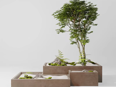 Modern Bonsai Tree In Square Planters With Moss And Stones For Minimalist Decor 3d model