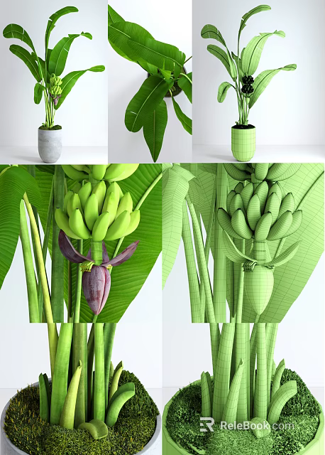Vibrant Bonsai Potted Plant with Green Bananas and Lush Large Leaves 3d model 
