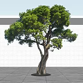 Lush Green Arbor With Thick Branched Trunk Against White Wall And Gray Ground