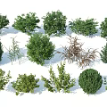 Various Types of Deciduous and Evergreen Arbor Trees in Landscape Garden
