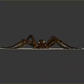 Detailed Large Brown Spider On White Paper Background Close Up Shot