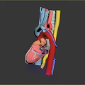 Anatomical 3D Medical Device Model of Heart and Lung with Vascular Structures