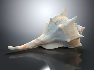 Conch Shell Marine Animal With Spiral Shape Spiked Edges Cream Orange Color Shiny Surface 3d model