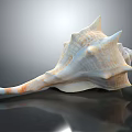 Conch Shell Marine Animal With Spiral Shape Spiked Edges Cream Orange Color Shiny Surface