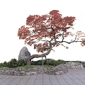 Red Leaf Maple Arbor With Curved Trunk Stones And Green Plants In Landscape