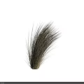 Natural Feathery Brown Ornamental Grass With Long Stems Against Dark Background