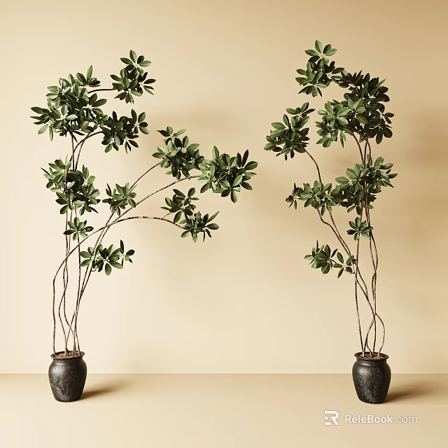 Bonsai Potted Plants with Green Leaves and Slender Branches in Black Pots Against Beige Wall 3d model 