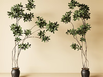 Bonsai Potted Plants with Green Leaves and Slender Branches in Black Pots Against Beige Wall 3d model
