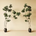 Bonsai Potted Plants with Green Leaves and Slender Branches in Black Pots Against Beige Wall