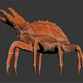 Realistic Orange Crab With Large Claws Detailed Legs On Dark Shiny Surface