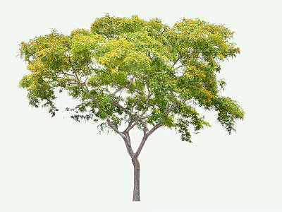 Lush Arbor With Green Leaves Yellow Flowers Healthy Trunk And Full Growth 3d model