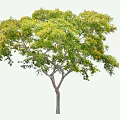 Lush Arbor With Green Leaves Yellow Flowers Healthy Trunk And Full Growth