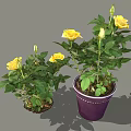 Blooming Potted Yellow Rose Plants With Green Leaves In Purple Pot