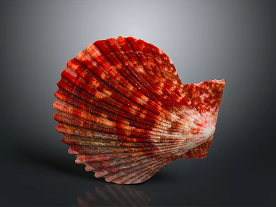Scallop With Red And Pink Fan Shaped Shell Featuring Intricate Texture On Dark Background 3d model