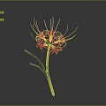 Red Spider Lily With Green Stem And Long Thin Red Petals Against Gray Background