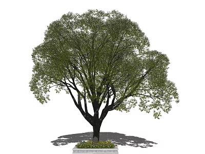 Lush Green Arbor With Dense Foliage Strong Trunk And Concrete Base 3d model