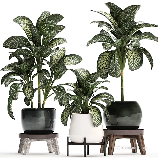Indoor Potted Plants with Green Veined Leaves in Black White Ceramic Pots on Wooden Stools 3d model 