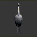 Blue Gray Heron Standing With Long Neck Beak And Legs Isolated On Gray Background