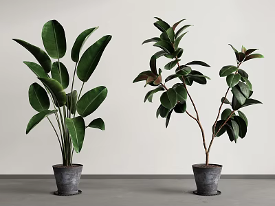 Fresh Green Potted Plants With Various Leaf Shapes In Gray Pots For Indoor Decor 3d model