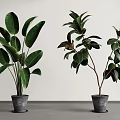 Fresh Green Potted Plants With Various Leaf Shapes In Gray Pots For Indoor Decor
