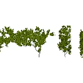 Lush Green Vines With Natural Leafy Branches And Dense Foliage Growth Patterns
