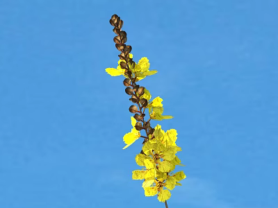 A Plant With Yellow Flowers And Brown Spike Structure Against Blue Background 3d model