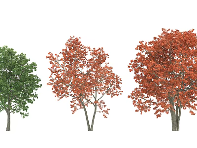 Deciduous Trees With Green Orange And Red Foliage In Seasonal 3d model